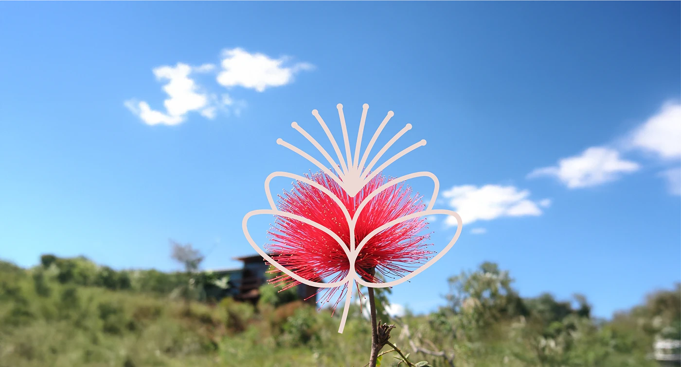 Logo variations and branding system applications for Calliandra Cerrado identity